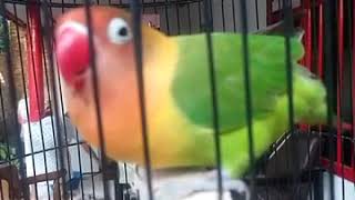 Download lagu Masteran Lovebird durasi 1 menit mp3 Download lagu Masteran Lovebird durasi 1 menit mp3