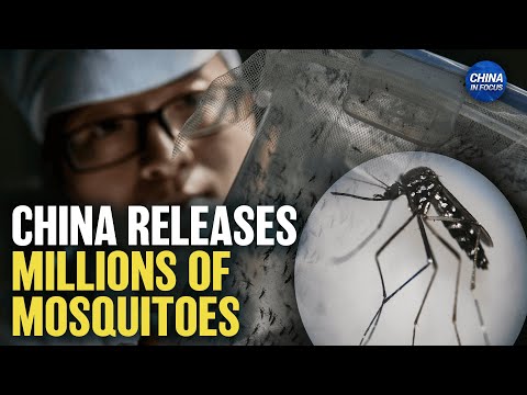 China's Mosquito Factory Releases Millions of Mosquitoes; Virologist Raises Alarm