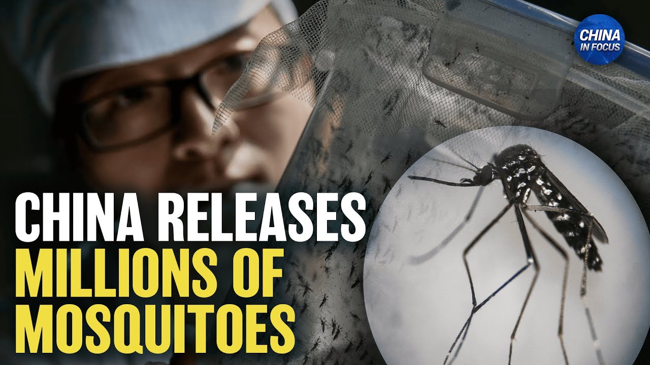 China's Mosquito Factory Releases Millions of Mosquitoes; Virologist Raises Alarm