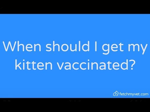 When Should You Get Your Kitten Vaccinated?