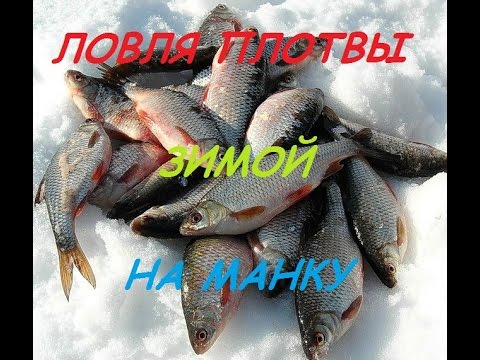 Зимние мормышки на плотву. Тарань карповые. Манка плотва. Манка плотва. Манка из плотвы.