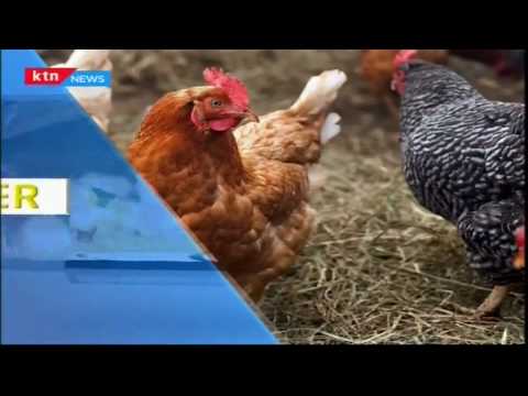 What Cuba can teach America about organic farming