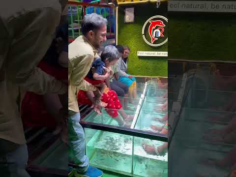 NR Fish Spa🥰 Besant Nagar beach and Kovilambakkam +919952085544 #youtubeshorts #spa #cute #fish #yt
