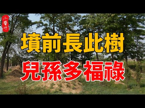 墳墓上長樹