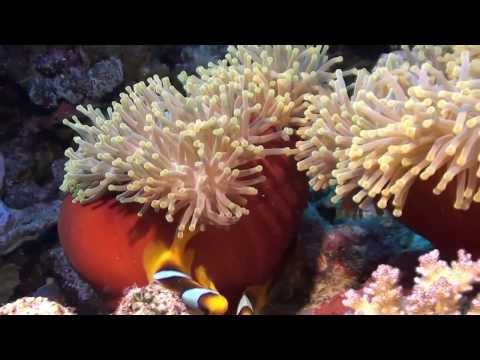 Подводный мир