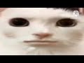 ULTRA JUMPSCARE CAT WAKE ME UP MEME