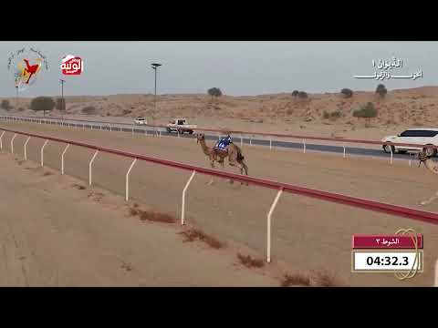  ش 3 (الحذر) لـ سعيد نايع الشاوي الغفلي 8:15 , شارة الديوان 1 2026/09/20 حول زمول اللبسه  