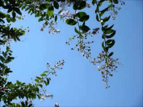 Like different canopy - P'Bird Thongchai Mcintyre
