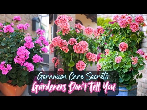 Geranium care tips for Beginners