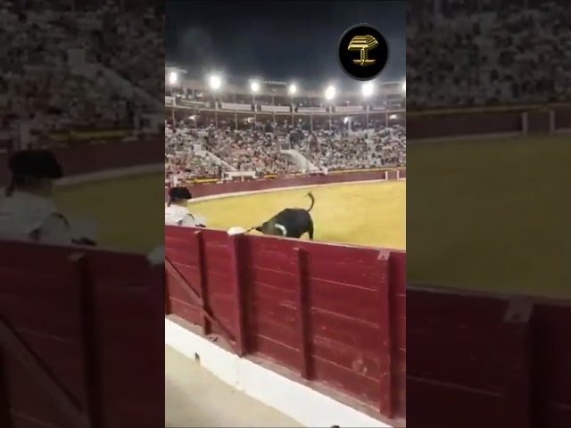 Toro provoca pánico en Murcia al saltar barrera de seguridad