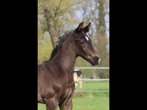 2021* Hengst Fohlen (colt) Vitalis x De Niro x Weltmeyer ***for sale***