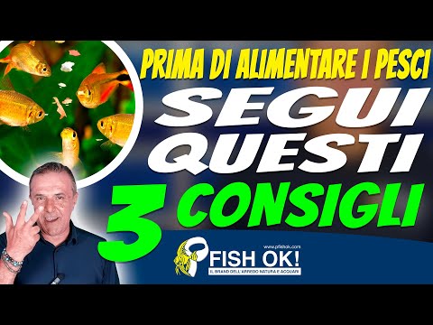 🐟 3 important tips before feeding your aquarium fish