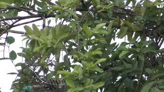Sổng Thuần 6 70 Gấu mèo Cho ae Bảo Tồn ( 076 Bốn Năm Không 29 28)  Thiên Hương Thủy Nguyên