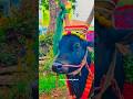 148 Blacky Komban Kangayam Bull Thalaivar Alaparaa Jallikattu Kaalai Trend