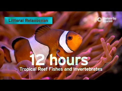 12 Hours Of Tropical Coral Reef Fishes At Monterey Bay Aquarium | Littoral Relaxocean