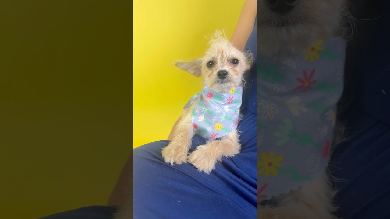 Tulip, an adopted mixed breed in PHOENIX, AZ video 4/5