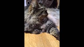 うちの猫【飼い猫タヌキ】