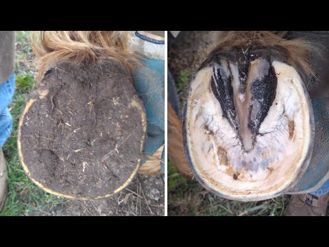 , title : 'Horse Hoof RESTORATION // Satisfying // HORSE HOOF TRIMMING'