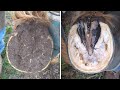 Horse Hoof RESTORATION Satisfying HORSE HOOF TRIMMING