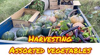 Harvesting Assorted Vegetables 🥗