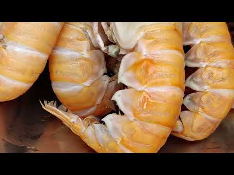 LANGOUSTINES, NORWAY LOBSTERS, SCAMPI.