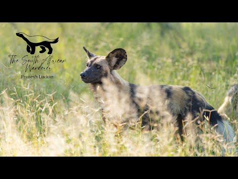 Kruger National Park Feb 2022: Satara Day 2- Passed on a lion sighting and we got Wild Dogs instead!