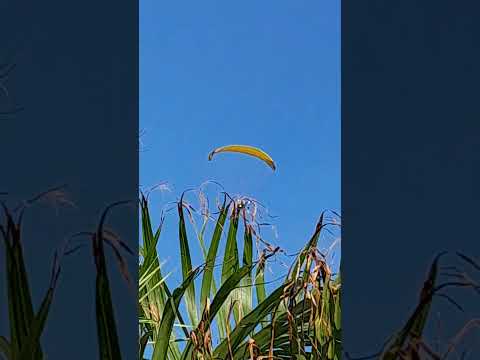 estreia de circo aqui em Edéia Go