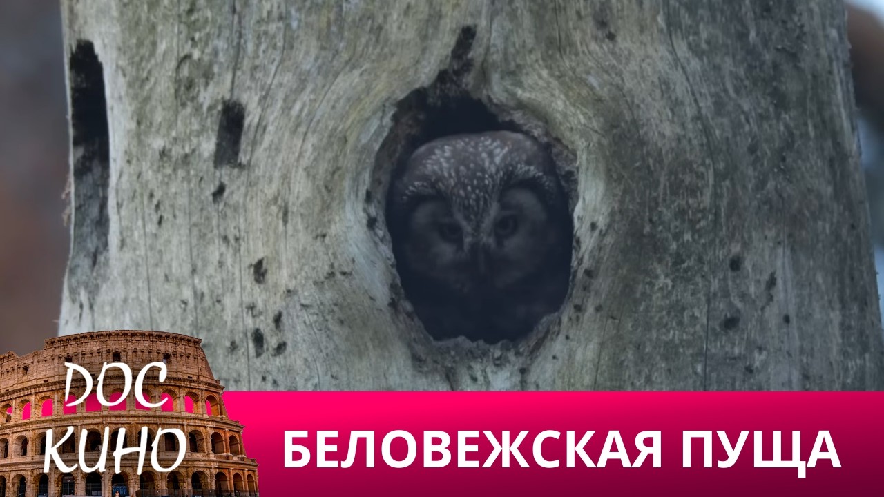 🎭БЕЛОВЕЖСКАЯ ПУЩА 🌎 ДОКУМЕНТАЛЬНОЕ КИНО 🎆 2022