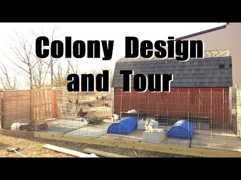 Why I Chose THIS Colony Design | Meat Rabbit Colony Tour and Explanation