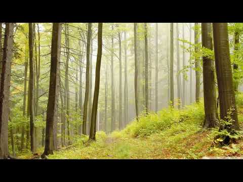 LÜRUM feat. That Girl - The Way It Goes [ASOT]