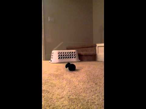 Squid and Brynn get attacked by kittens!!!