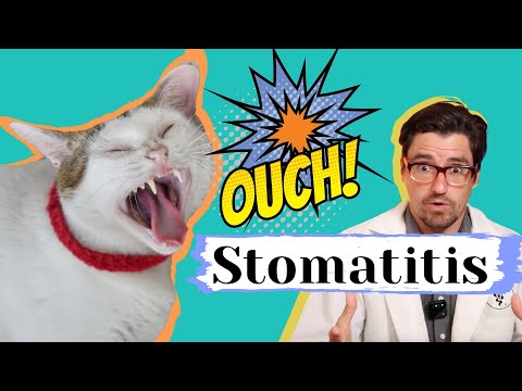 Does Your CAT have Stomatitis.  Treating Stomatitis.