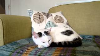 Zelda the Cat Listens to Meow The Jewels