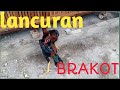 Ayam Pakoy Mulai Kelihatan Brakot