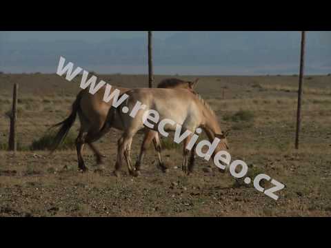 , title : 'ČR - Mongolsko - zvířata - přeprava - kůň Převalského - příroda - letadlo - stepi'