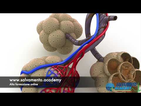 Apparato respiratorio