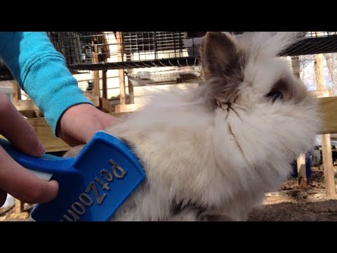 YouTube video about Lionhead Rabbit Grooming