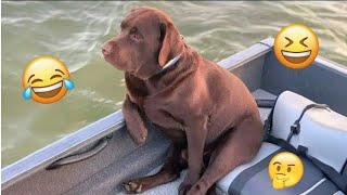 Funny Animals Compilation 2025 😂 | Cute and Hilarious Pet Videos