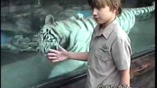 preview picture of video 'Cameron Playing with White Tiger'
