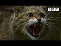 Scottish ‘Highland Tiger’ wildcat more endangered than Asian cousin - BBC