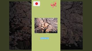 Download lagu 5 bunga nasional dari berbagai negara mp3 Download lagu 5 bunga nasional dari berbagai negara mp3