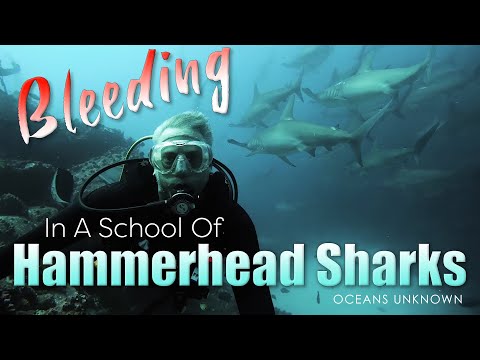 Bleeding in a School of Hammerhead Sharks at Wolf Island in The Galapagos Islands!