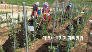 다년차 구기자 재배방법