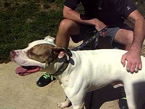 Bronx - URGENT, an adopted Pit Bull Terrier in Mansfield, OH_image-1