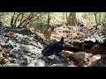 Black Vulture - Tico Times
