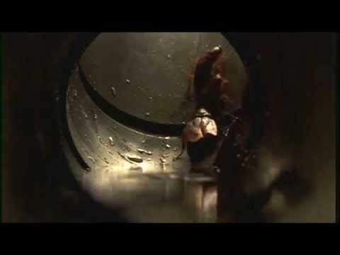 3D Pestcontrol 2014 - Plaga de cucarachas en los falsos techos 1.