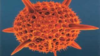 CAUSE & EFFECT SHE'S SO GONE