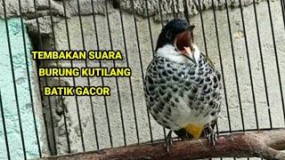 Download lagu SUARA GACOR TEMBAKAN KUTILANG BATIK | CUCAK BERSISIK | LINCANG MACAN | COCOK BUAT MASTERAN mp3 Download lagu SUARA GACOR TEMBAKAN KUTILANG BATIK | CUCAK BERSISIK | LINCANG MACAN | COCOK BUAT MASTERAN mp3