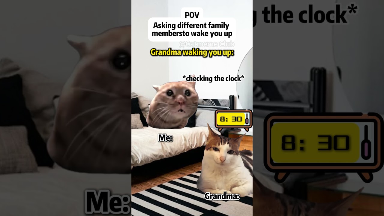 POV: You Ask Your Family to Wake You Up 😂#catmeme #family