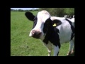 Inspiral Carpets - It's Only A Paper Moon